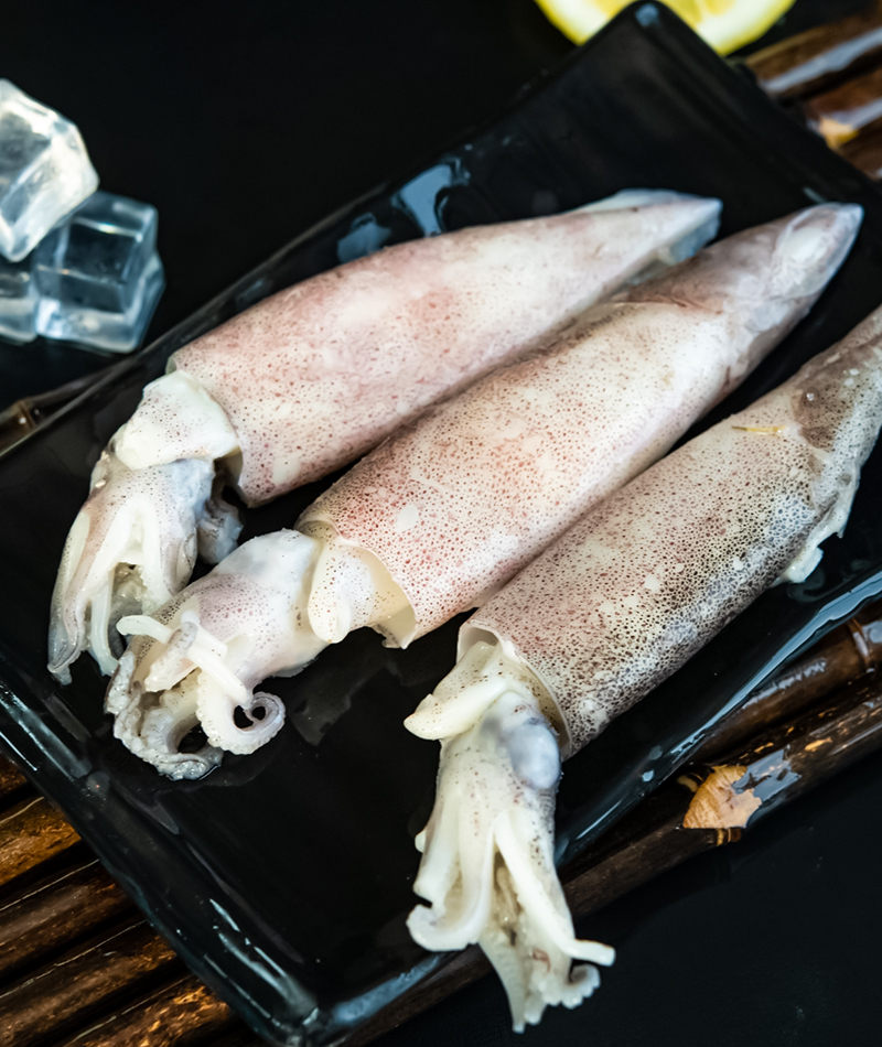 阿根廷乌贼